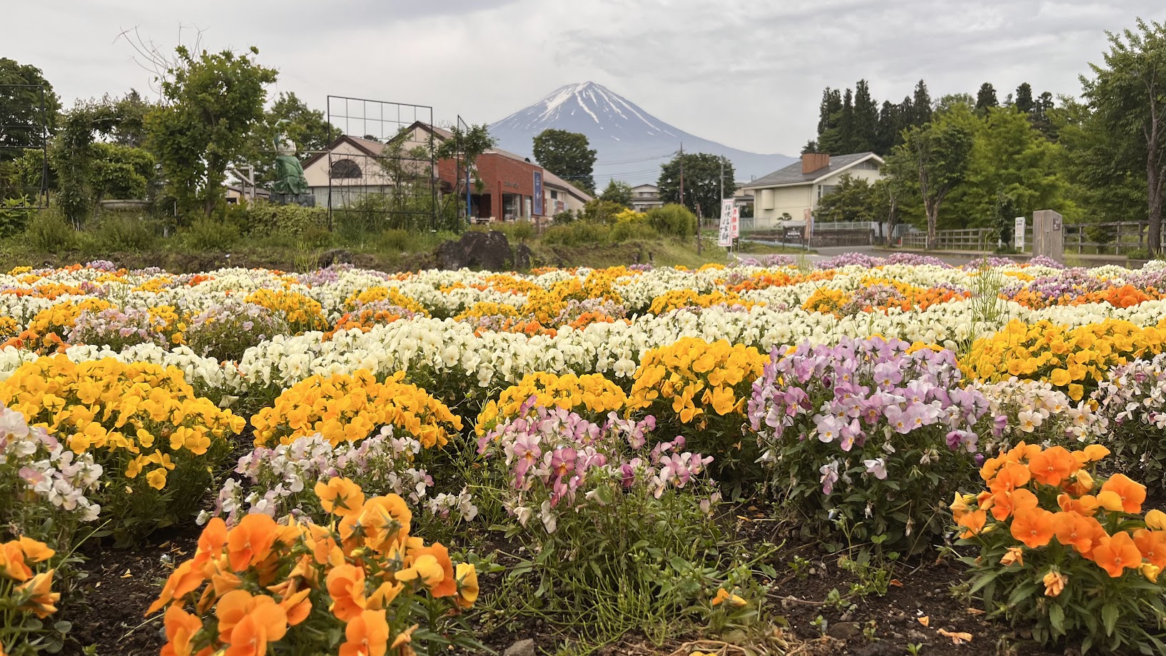 Team travel — colorful flower fields with Mount Fuji in Japan